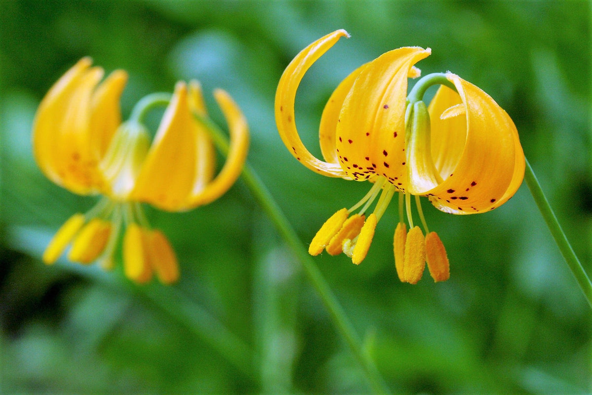 15 WESTERN HYBRIDS LILY Tiger, Leopard, Lemon, Alpine, Kellogg - Mixed Colors Pink, Red, Yellow, Orange - Native Lilium Flower Seeds