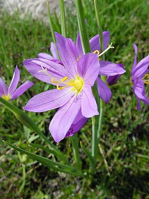 20 GRASSWIDOW Purple-Eyed Grass Sisyrinchium Inflatum syn. Olsynium Douglasii Grass Widows Reddish Purple Ornamental Grass Flower Seeds