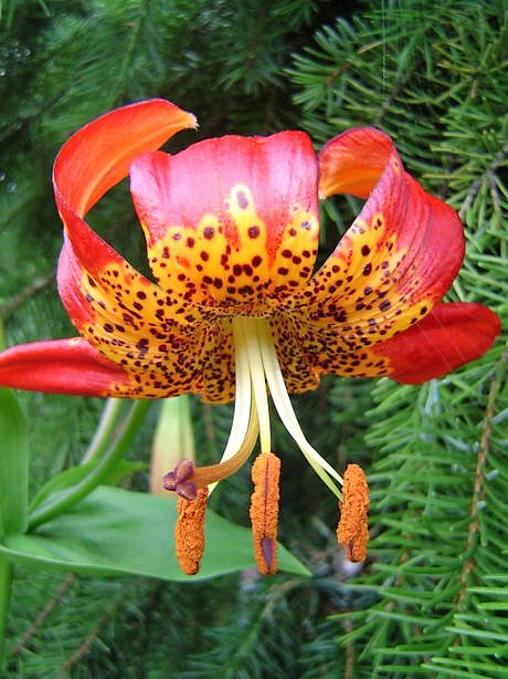 15 WESTERN HYBRIDS LILY Tiger, Leopard, Lemon, Alpine, Kellogg - Mixed Colors Pink, Red, Yellow, Orange - Native Lilium Flower Seeds