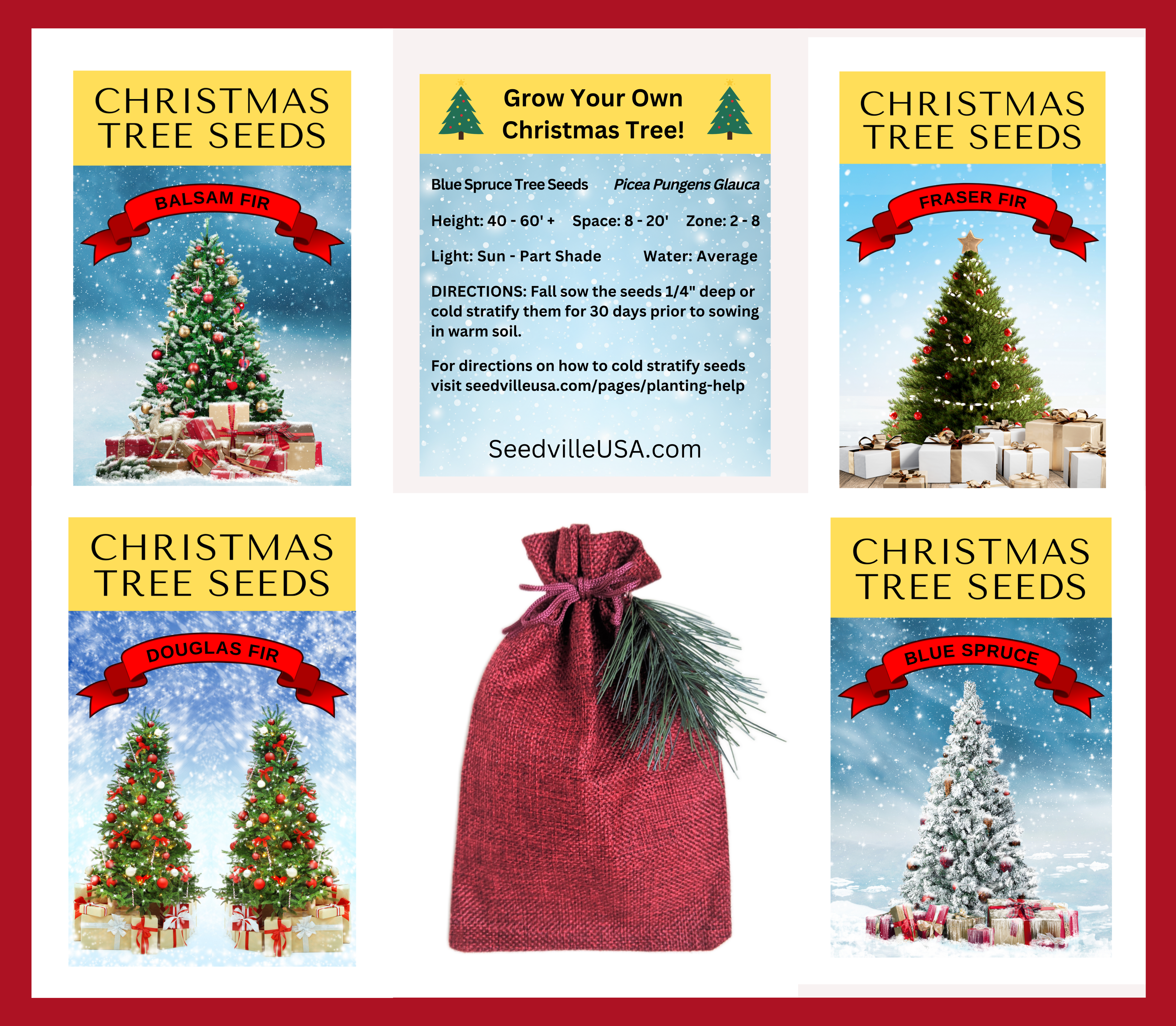 50 Colorado BLUE SPRUCE Tree Picea Pungens Glauca Christmas Tree White Silver Spruce Evergreen Seeds