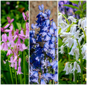 10 WOOD HYACINTH Mixed Colors English Woodland Spanish Bluebell Scilla Campanulata Hyacinthoides Hispanica Pink Purple White Flower Seeds