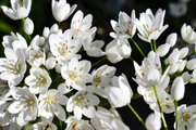 10 WHITE ALLIUM Neapolitanum Flowering or Naples Onion, Neopolitan or Daffodil Garlic Ornamental Flower Seeds