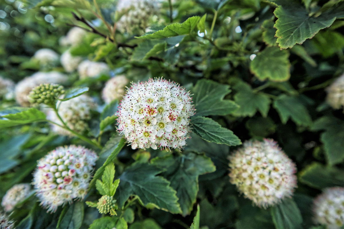 50 PACIFIC NINEBARK Physocarpus Capitatus Western Ninebark Native White Pink Red Flower Shrub Seeds