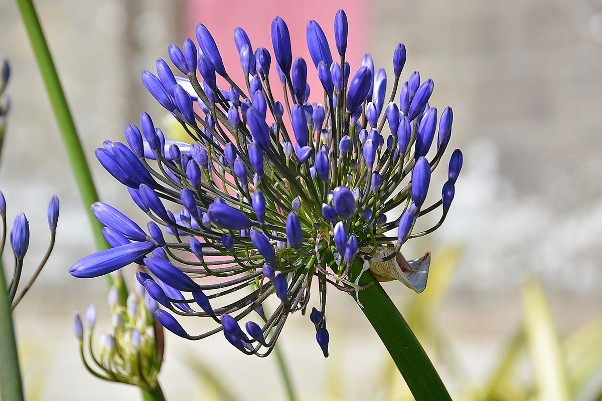 25 BLUE LILY of the NILE Agapanthus Orientalis African Lily Flower Seeds
