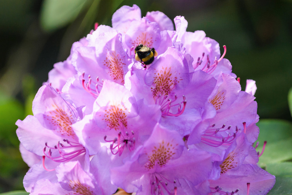 40 CAROLINA RHODODENDRON Carolinianum Dwarf Azalea Pink Purple Flower Shrub Seeds