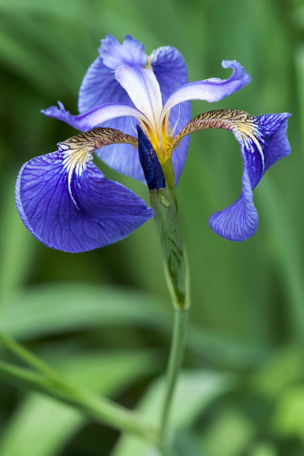 20 ALASKA IRIS Setosa Wild Flag Beachhead Blue Purple White Yellow Native Wetland Flower Seeds