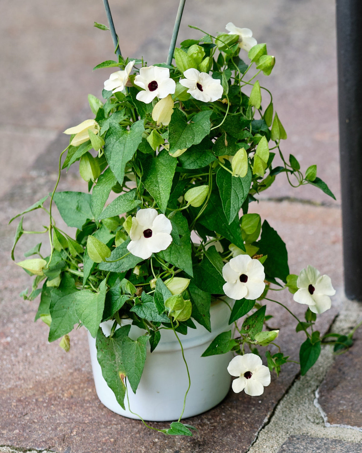 25 MIXED THUNBERGIA Alata VINE Black Eyed Susan Orange White Yellow Flower Seeds
