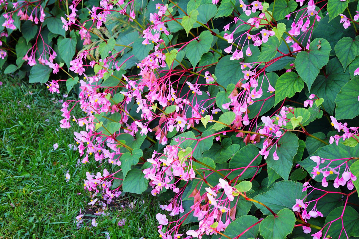 500 BULK HARDY BEGONIA Grandis Rose Pink Perennial Sun - Shade Flower Seeds