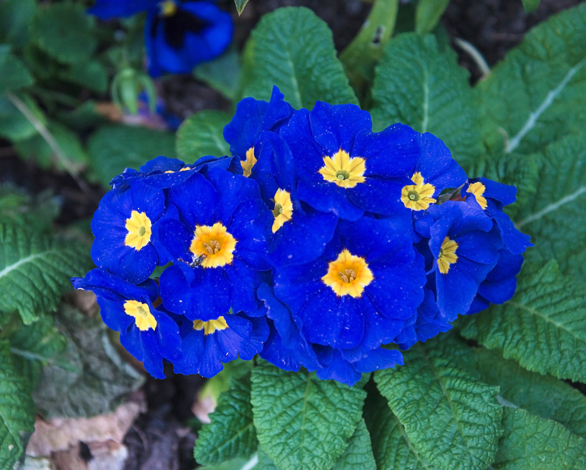50 MIXED ENGLISH PRIMROSE Primula Vulgaris Acaulis Shade Houseplant Flower Seeds