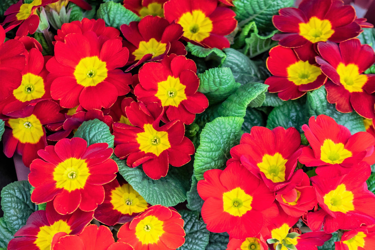 50 MIXED ENGLISH PRIMROSE Primula Vulgaris Acaulis Shade Houseplant Flower Seeds