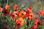 50 Scarlet PRICKLYHEAD POPPY Papaver Argemone Roemeria Long Prickly Poppy Red Black Blue Flower Seeds