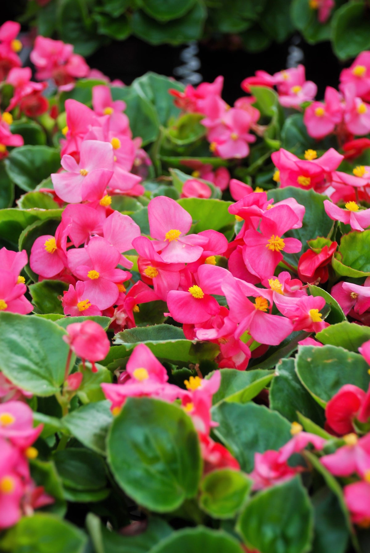 25 Rose PINK WAX BEGONIA Semperflorens Fibrous Shade Flower Seeds
