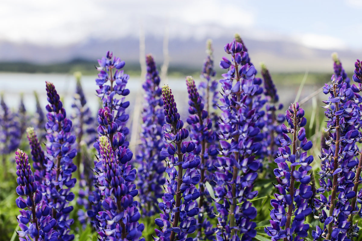 100 PERENNIAL LUPINE Blue Violet Lupinus Perennis Wild Lupine Sundial Purple Native Hummingbird Flower Seeds
