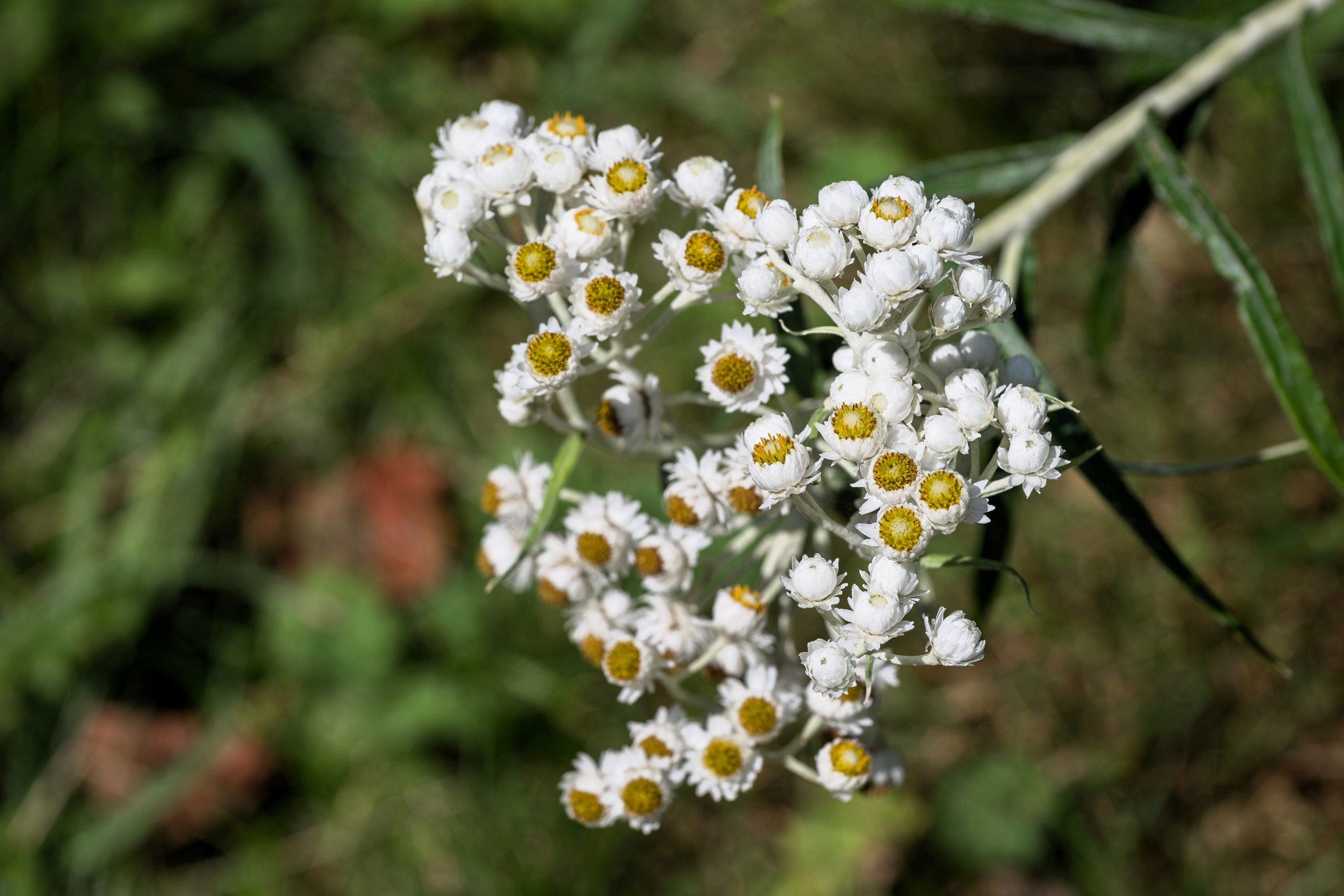 100 PEARLY EVERLASTING Anaphalis Margaritacea Fragrant Butterfly Flower Seeds
