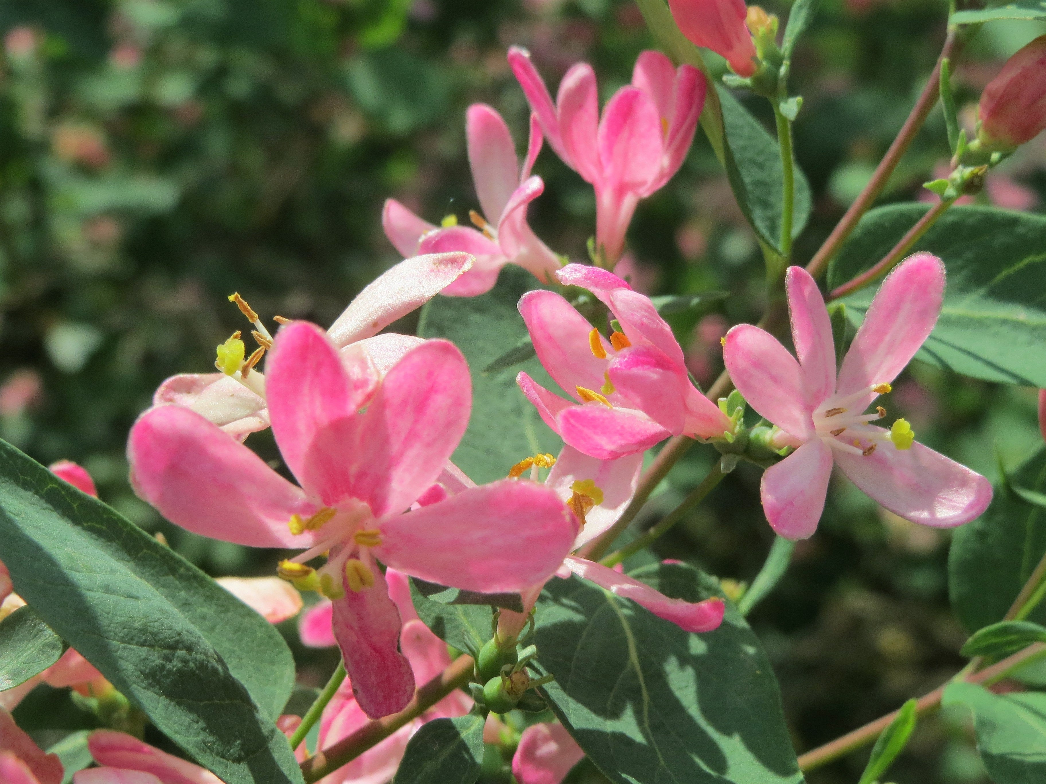 50 Tatarian Asian HONEYSUCKLE Lonicera Tatarica Pink Flower Shrub Bush Seeds