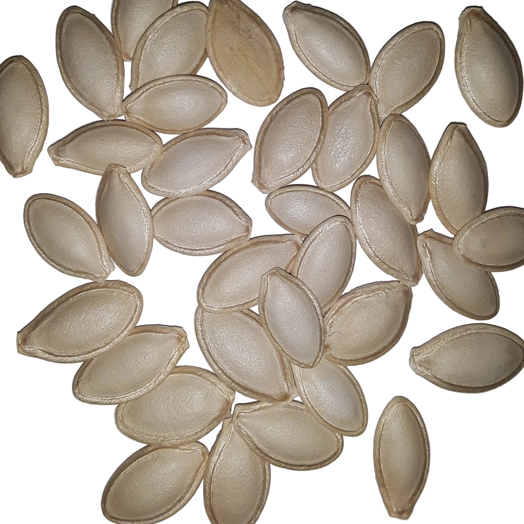 Zephyr Hybrid Zucchini Summer Squash Seeds