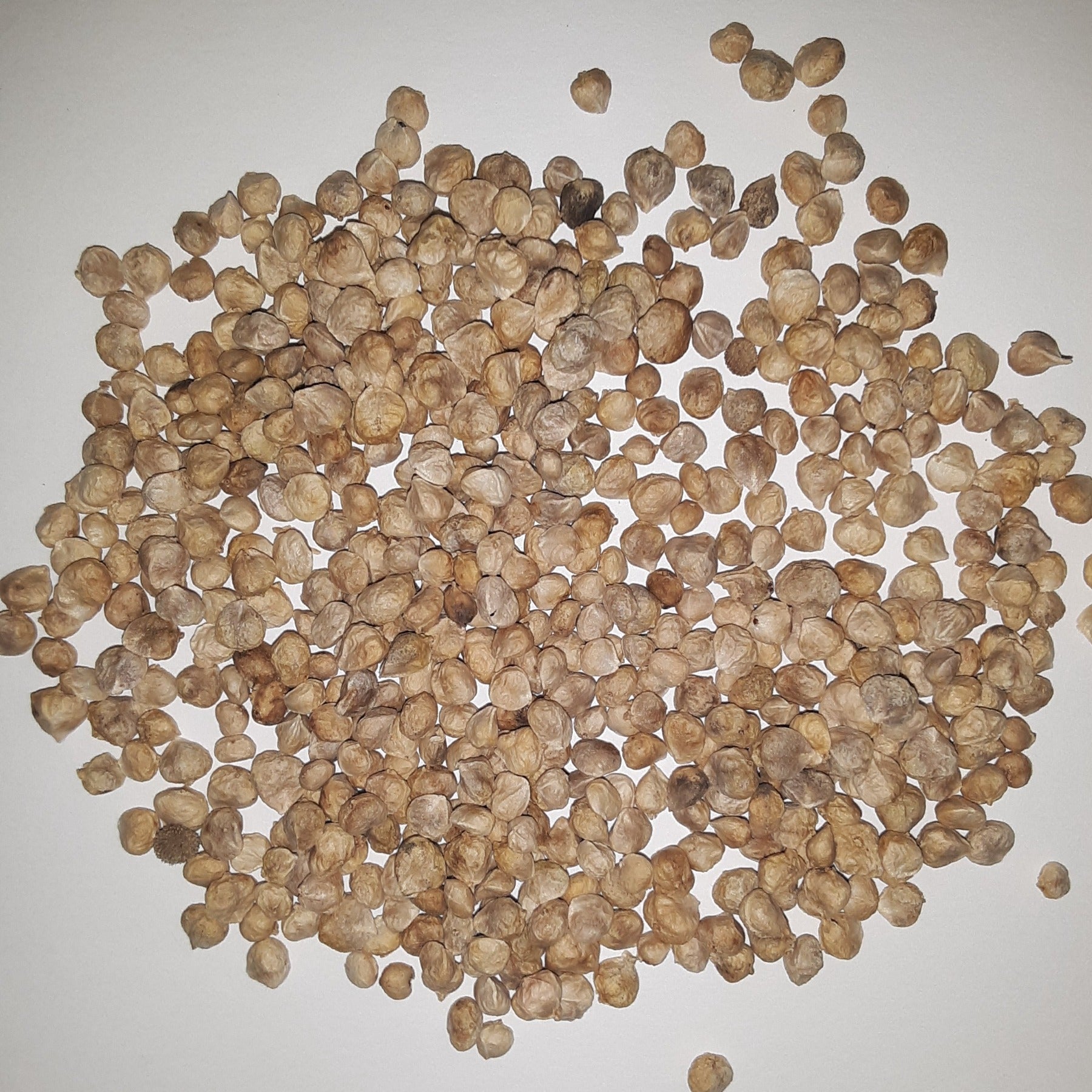 Bloomsdale Long Standing Heirloom Spinach Seeds