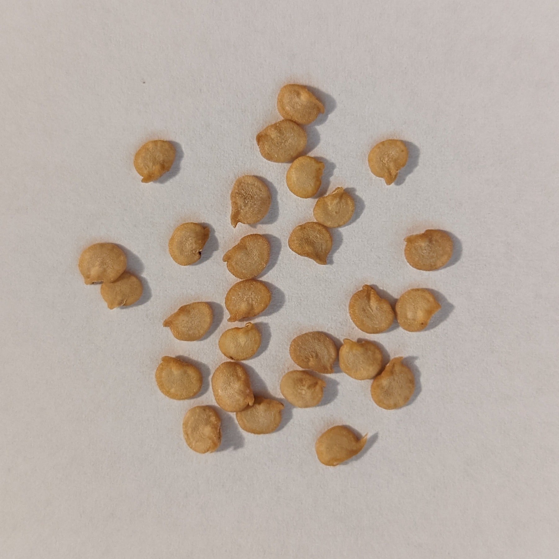 Hatch Cert. Rattlesnake Chile Hot Pepper Seeds