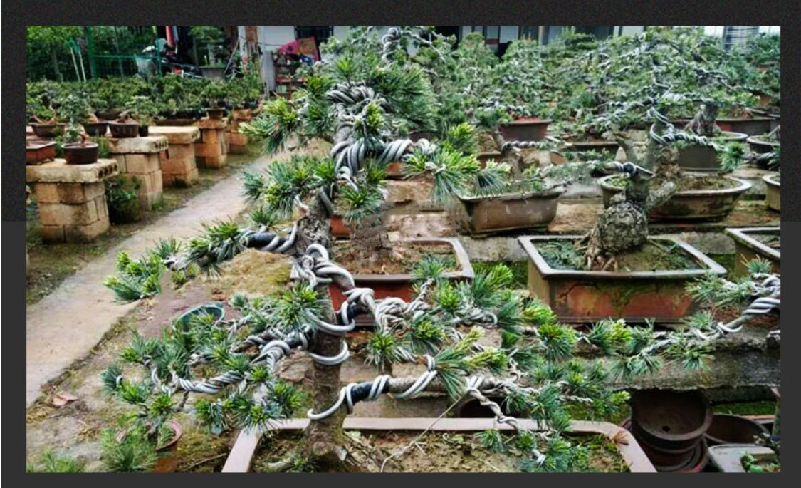 Aluminum Bonsai Training Wire