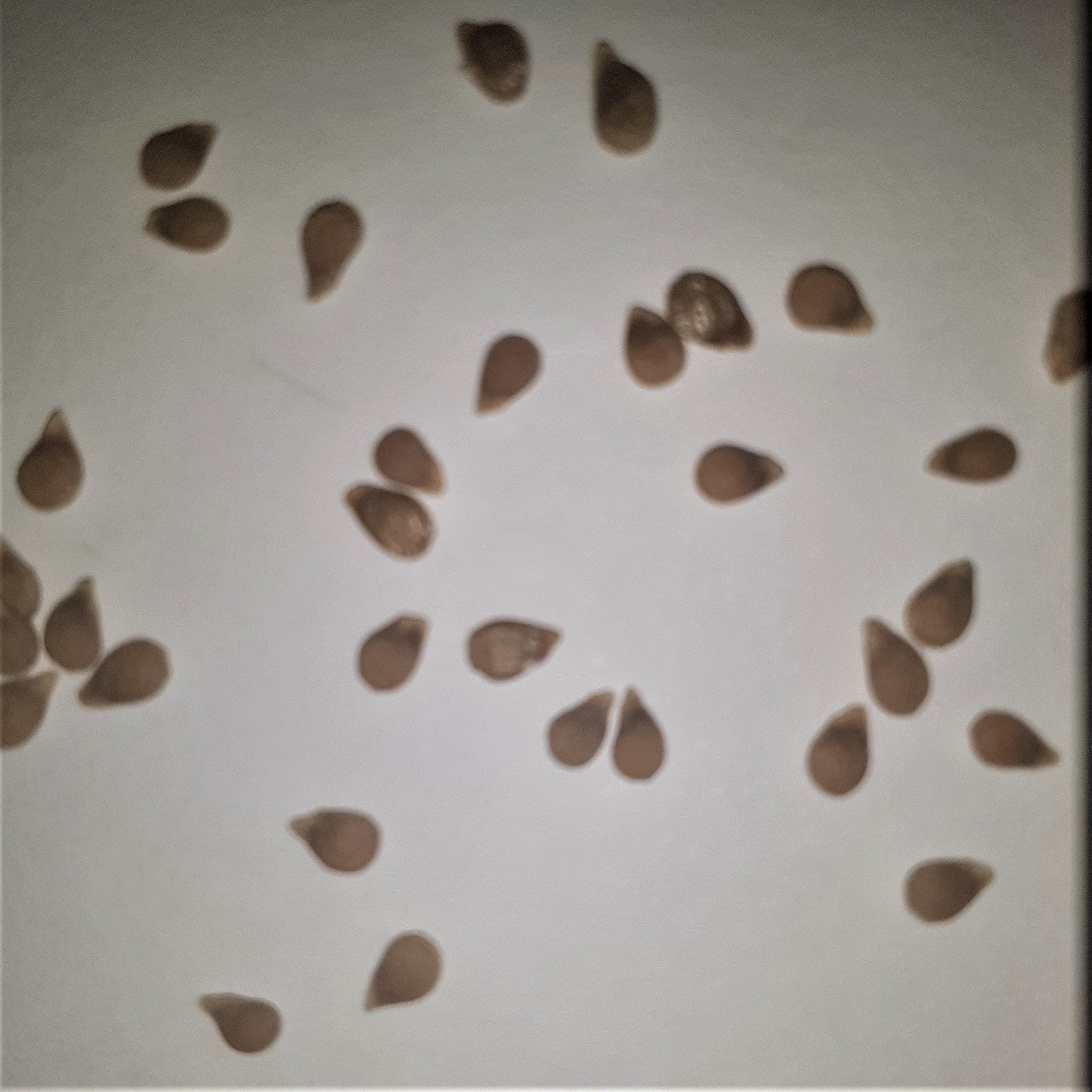 German Red Strawberry Heirloom Tomato Seeds