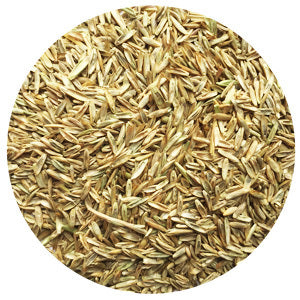 Jumbo Annual Ryegrass