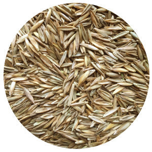 Cajun II Tall Fescue