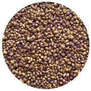 Pearl Millet Hybrid
