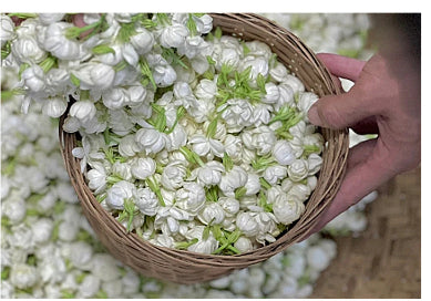 Bulk Dried Jasmine Tea – Whole Jasmine Flowers (500g–1000g)