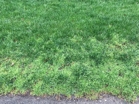 Ethofumesate 4 SC Herbicide