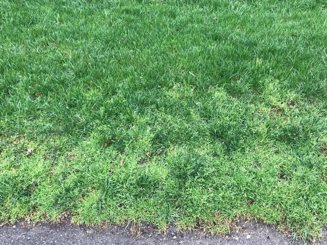 Ethofumesate 4 SC Herbicide