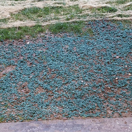 Seed Aide Cover Grow - Water Retaining Seed Starting Mulch