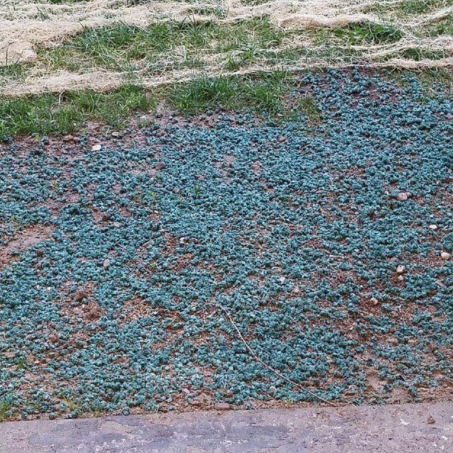 Seed Aide Cover Grow - Water Retaining Seed Starting Mulch