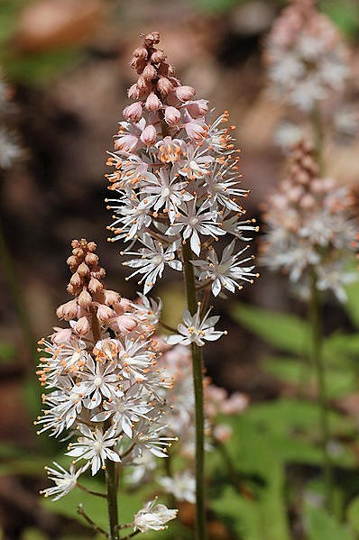 20 HEARTLEAF FOAMFLOWER White & Pink Tiarella Wherryi Coolwort Flower Seeds