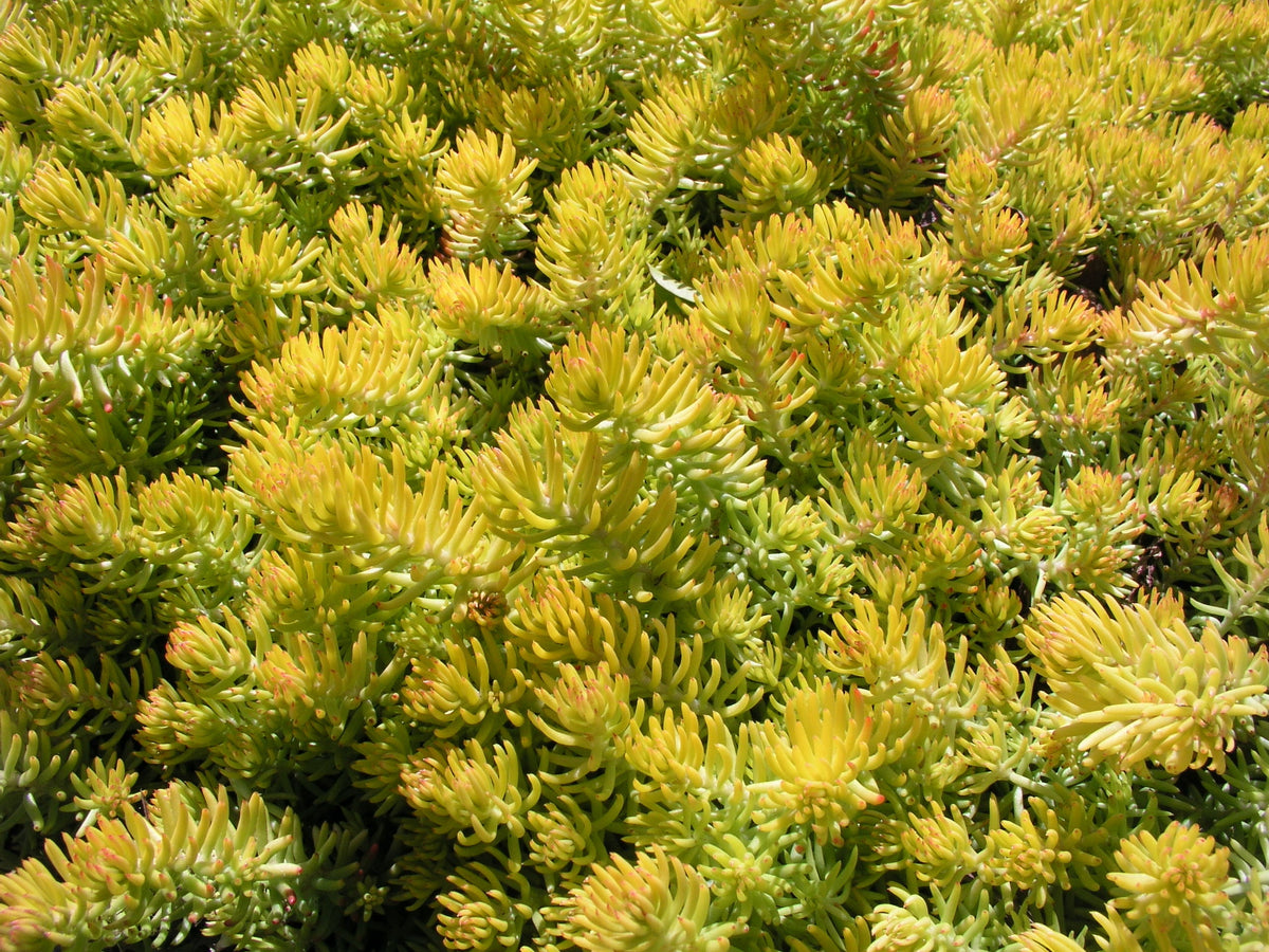 50 BLUE SPRUCE SEDUM Reflexum Succulent Jenny's Stonecrop Goldmoss Yellow Flower Seeds