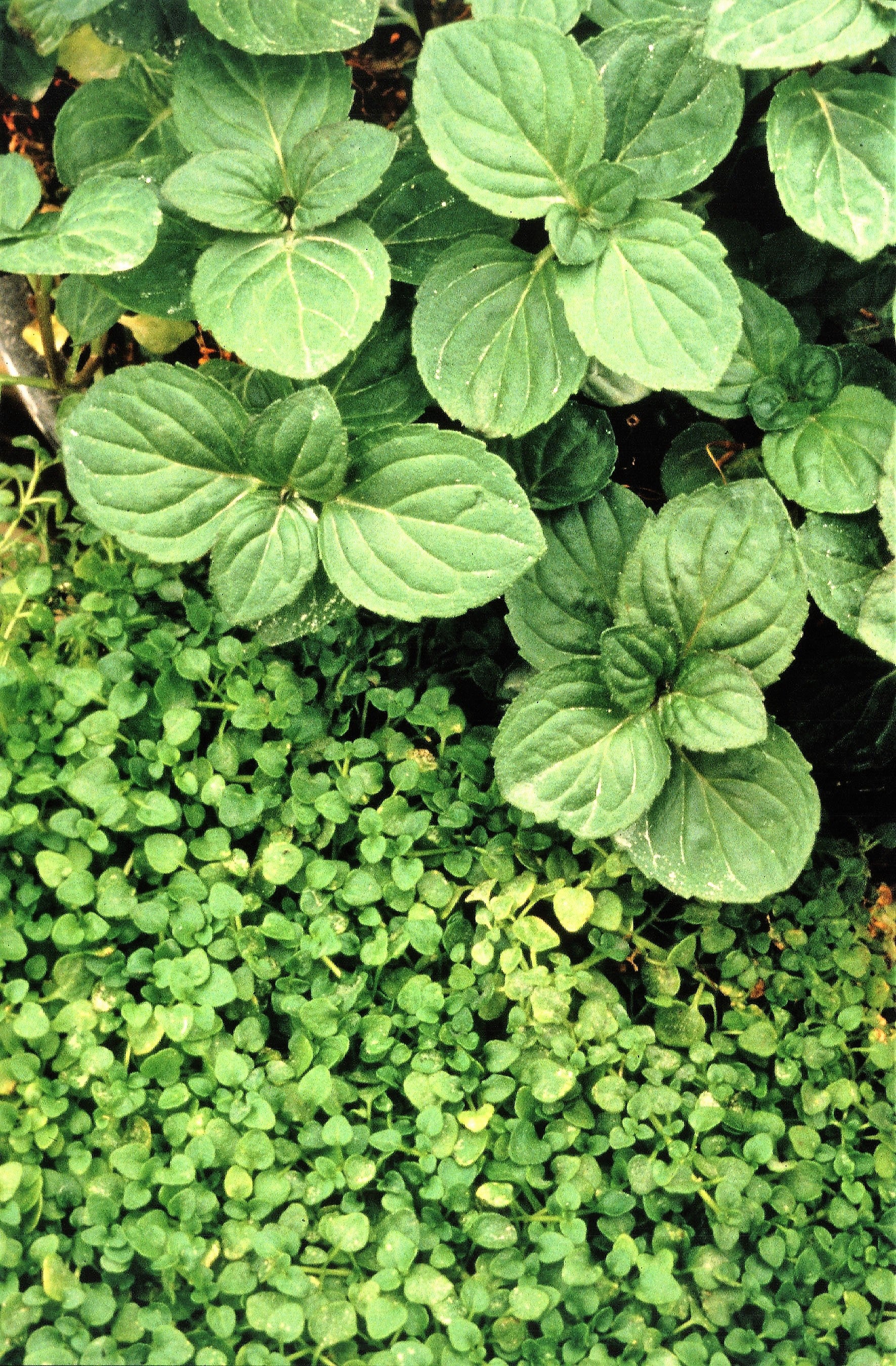 1000 Bulk CORSICAN MINT Mentha Requienii Herb Fragrant Ground Cover Flower Seeds