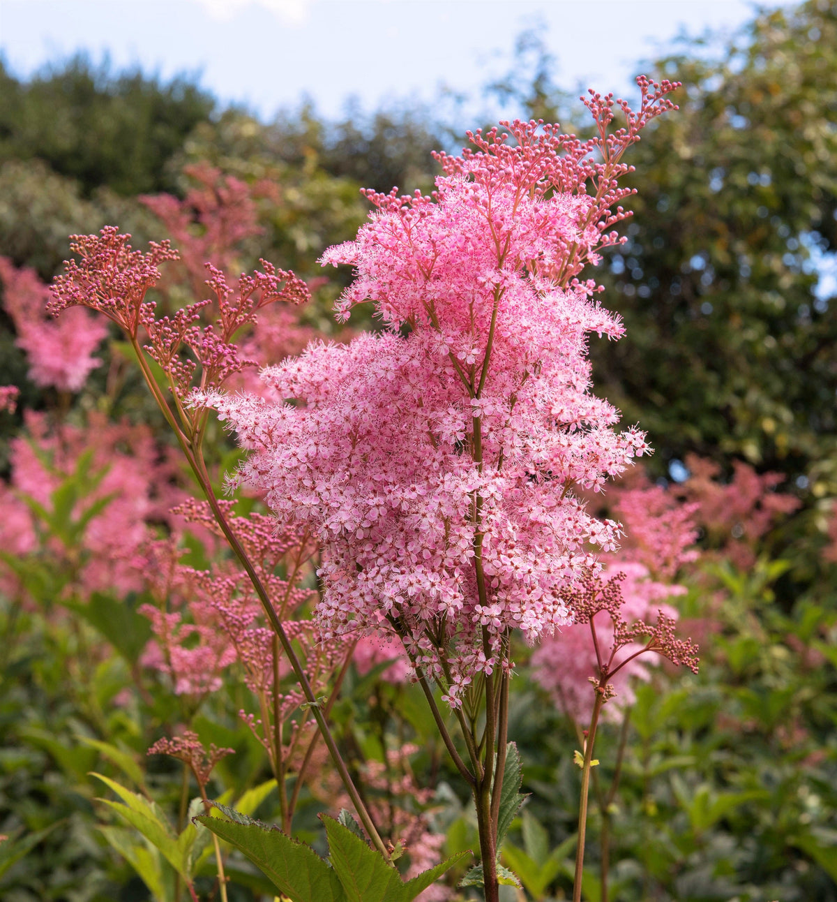 10 QUEEN Of THE PRAIRIE Pink Meadowsweet Filipendula Rubra Flower Seeds