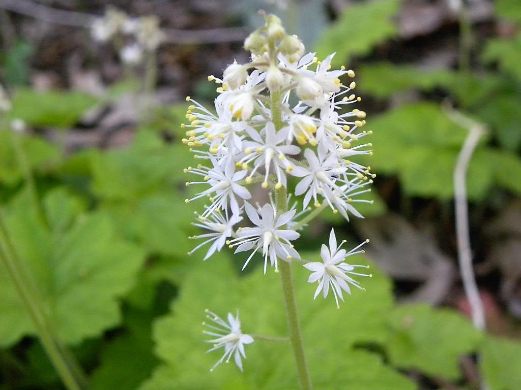 20 HEARTLEAF FOAMFLOWER White & Pink Tiarella Wherryi Coolwort Flower Seeds