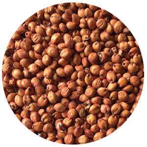Vigor Sorghum Sudangrass