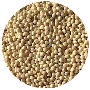 Huntsman Proso Millet