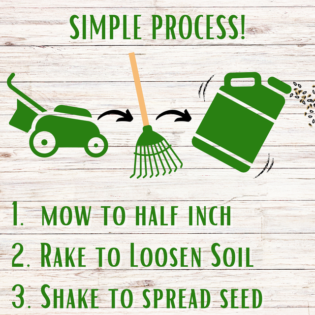 Thick Bee Lawn Seed Kit Eco-Spread Carton