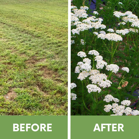 White Yarrow Eco-Friendly Seeding Kit