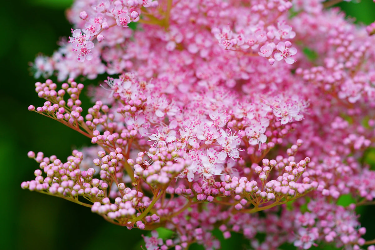 10 QUEEN Of THE PRAIRIE Pink Meadowsweet Filipendula Rubra Flower Seeds