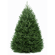 6 ft. Fraser Fir Tree (live cut)
