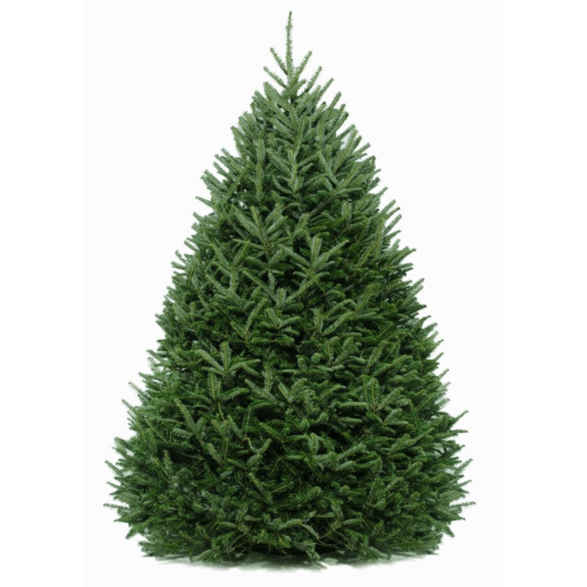 6 ft. Fraser Fir Tree (live cut)