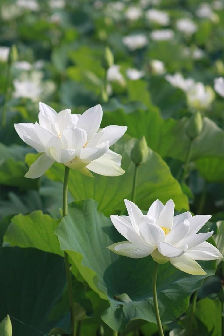 White Sacred Lotus Seeds (Nelumbo Nucifera) for Planting – Heirloom, Non-GMO