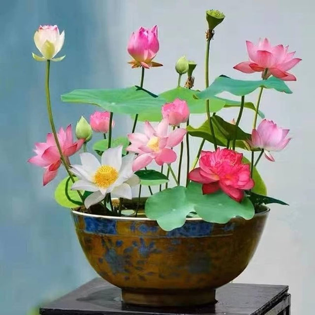 Mixed Lotus Flower Seeds – Pink, Red & Green Heirloom, Non-GMO Seeds for Planting