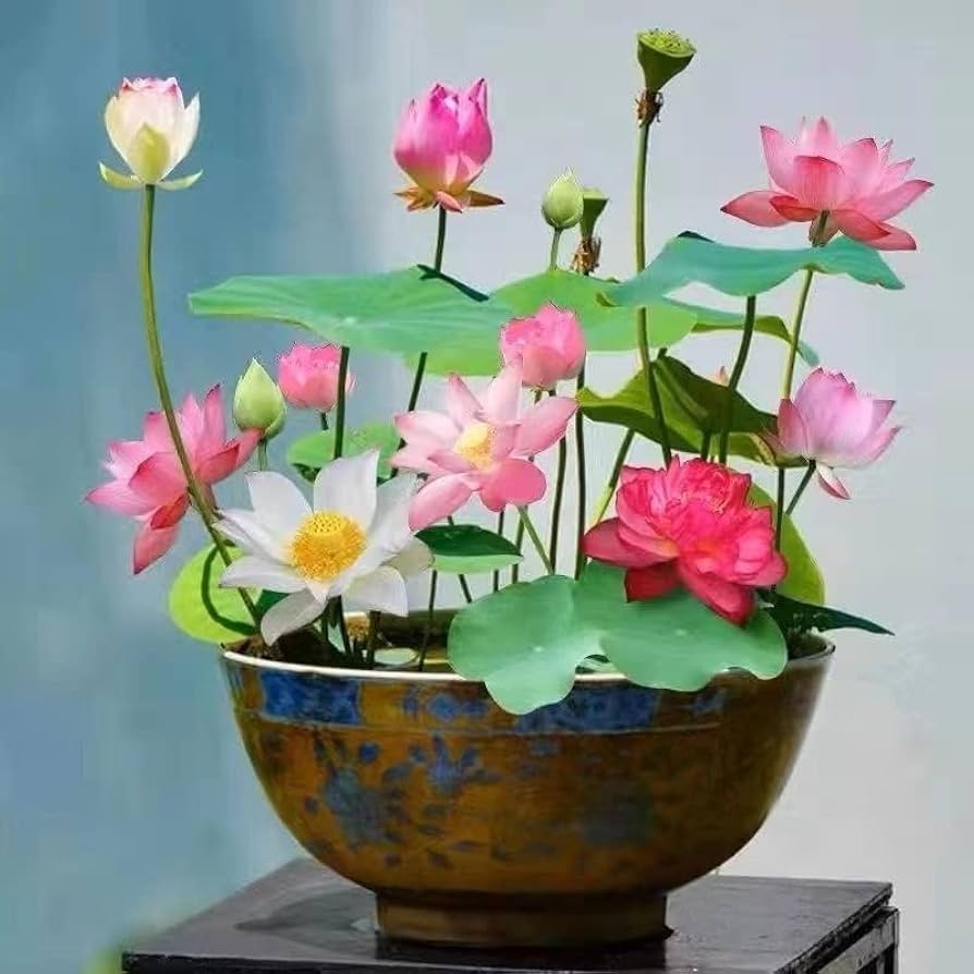 Mixed Lotus Flower Seeds – Pink, Red & Green Heirloom, Non-GMO Seeds for Planting