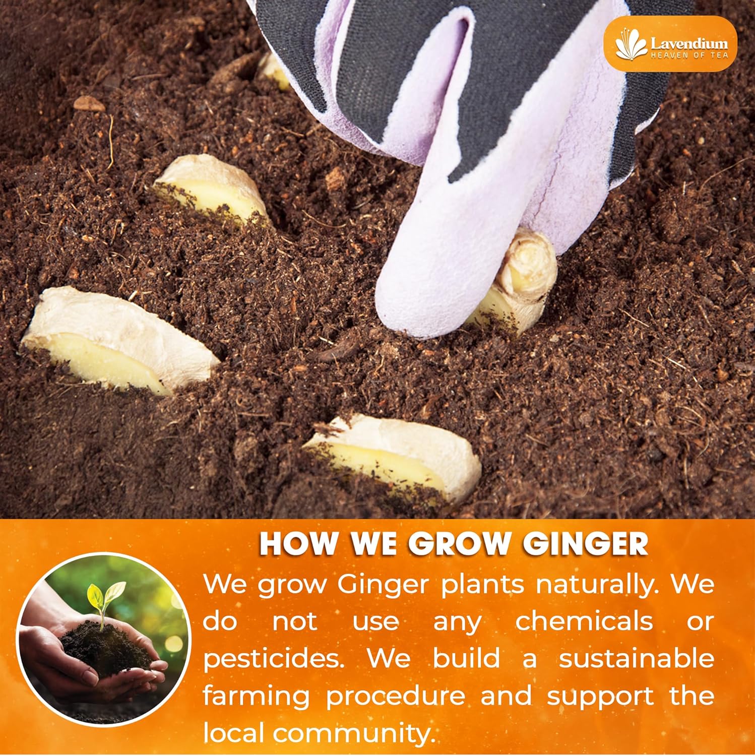 Premium Ginger Powder – Ground Ginger Root – Pure, No Additives – Ideal for Cooking, Baking, Smoothies, and Spice Blends