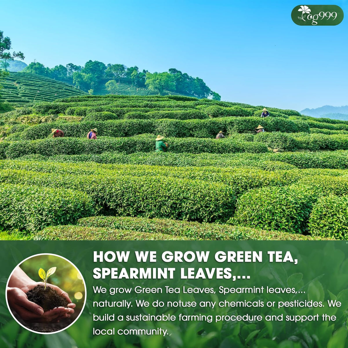 Premium Matcha Green Tea Bags | Blend of Sencha, Green Tea, Spearmint & Orange Slices