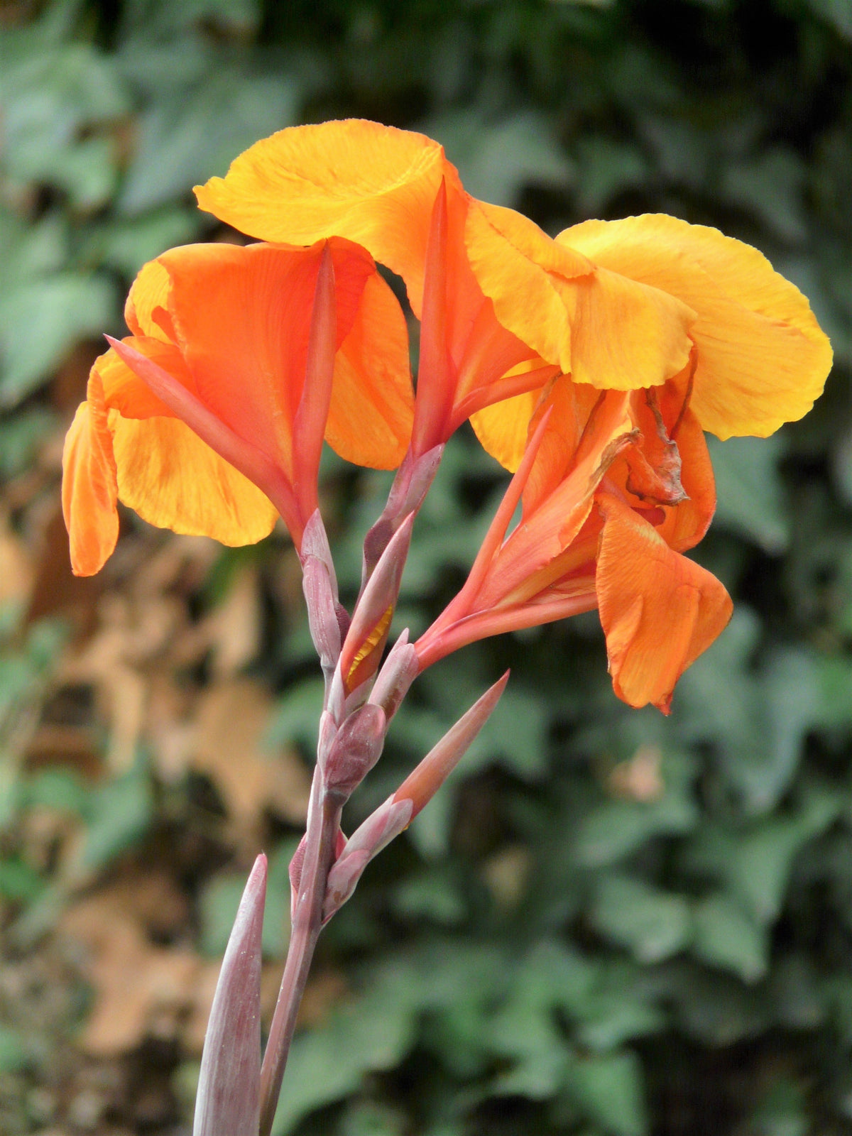 5 ORANGE CANNA LILY Indian Shot Arrowroot Canna Indica Flower Seeds